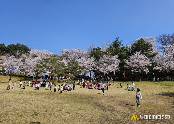 강릉 남산 벚꽃 축제 4월 3일 개막