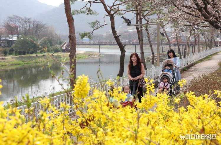 노란 개나리가 만발한 괴산 동진천변 산책로를 따라 가족 단위 나들이객이 산책을 즐기고 있다
