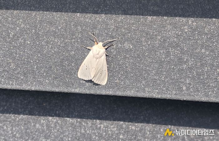 미국흰불나방 조기 출현…초기 방제 ‘비상’