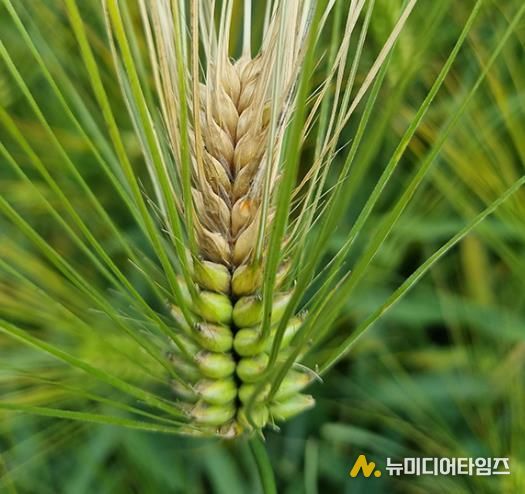 영암군, 맥류 붉은곰팡이병 예방 당부...출수기 방제 중요