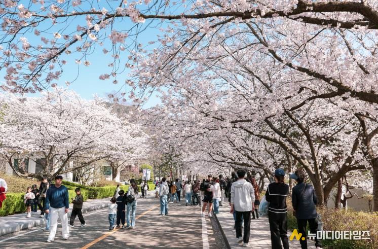 영암군, 왕인문화축제 둘째 날 역대급 인파...벚꽃 절정 속 ‘북적’
