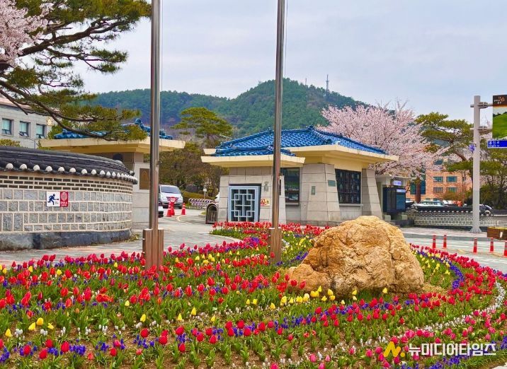 도심 봄꽃 식재_시청사 앞