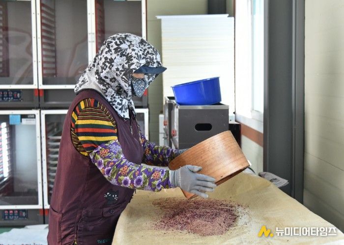 청송군, 이상기상 맞서 사과 안정 생산 총력... 꽃가루 배부