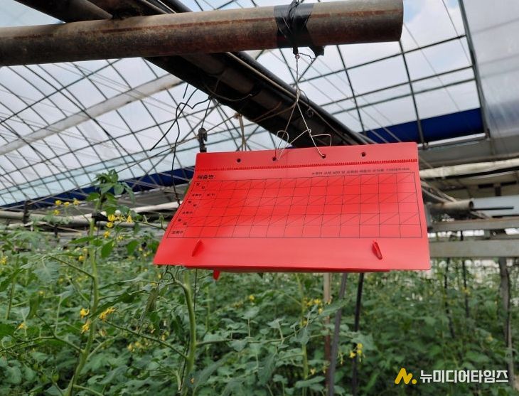 성페로몬 트랩 설치 모습