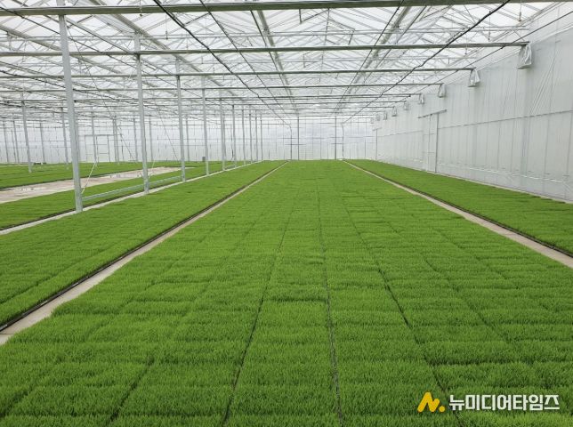 고품질 여주쌀 생산을 위한 볍씨소독 및 적기 못자리 설치