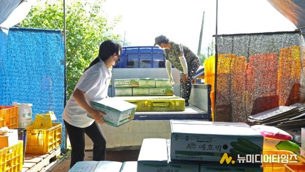 화천군 간동면 지역의 한 농가에서 여성 농업인이 애호박을 출하하고 있다.