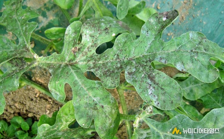 충북농기원, 시설수박 목화진딧물 예찰·적기 방제 당부(목화진닷물 그을음 피해 증상)