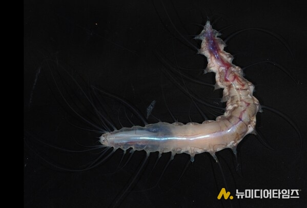 New species of polychaete worm Dalhousiella yabukii, found living symbiotically within a potentail new species of Glass Sponge. (Naoto Jimi - The Nippon Foundation-Nekton Ocean Census/©JAMSTEC)