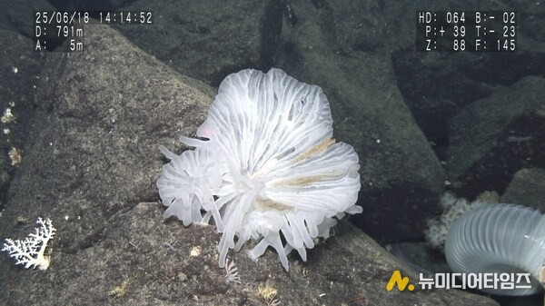 New Glass Sponge Species, found with multiple species of polychaete worms living within. Photographed on the slopes of a sea mount at a depth of 791m by the Shinkai 6500 submersible. (Credit: The Nippon Foundation-Nekton Ocean Census/©JAMSTEC)